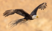 BALD EAGLE SNAGGED GRASS FOR NEST - Smith Rock State Park, OR
