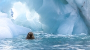 Immersed in ice blue - Svalbard Archipelago