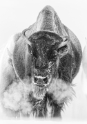 Bison Breath! - Yellowstone National Park