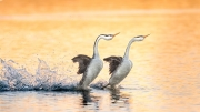 dancers at the golden hours - Irvine, Ca