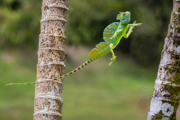 Leaping Lizard - Costa Rican ecolodge