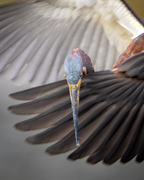 Locked In - Orlando Wetlands