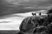 Lion Kings - Serengeti National Park, Tanzania