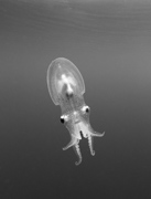 An Angel in My Head - Sea of Cortez, Baja California Sur, Mexico