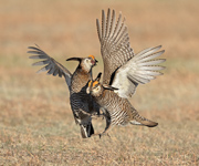Battle Cry - Wray, Colorado