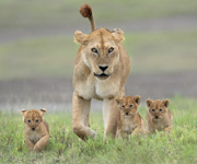 Lion Family - Ngorongoro Conservation A, Tanzaniarea