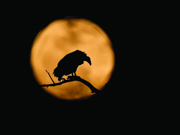 Black In The Moon - Tsavo West, Kenya