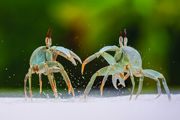 Ghost Crabs - Bird Island, Seychelles