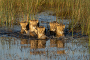 Lions Crossing Marsh - Okavango Delta, Botswana