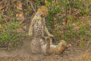 Leopard Love? - Okavango Delta, Botswana
