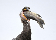 How ya doin? - Celery Fields, Sarasota Fl