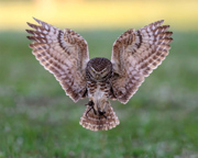 Coming in hot - Cape Coral Florida