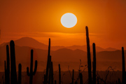 Arizona Sunset - Saguaro NP