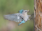 A Female Mountain Bluebird Brings a Beak Full of Food to Her Nestlings - Central British Columbia, Canada