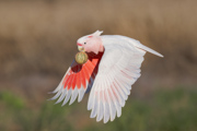 A Pink Cockatoo Flies Past with a Paddy Melon in Its Beak - Alice Springs, NT, Australia