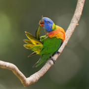 A Rainbow Lorikeet Shows of Its Namesake Colors as It Preens a Tail Feather - Atherton Tablelands, Queensland, Australia