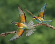 Dinner on the wing - Slovenia