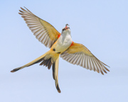 Soaring and Scoring - Kenedy County, TX