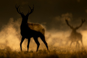 CHALLENGER - RICHMOND PARK, LONDON