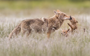 Welcome home Mom - Rocky Mountain National Park, Colorado