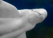 Beluga Whale - Mystic, CT