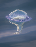 Velella - Off the coast of Dana Point, California