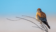 American Kestrel - Rocky Mountain Arsenal National Wildlife Refuge, CO