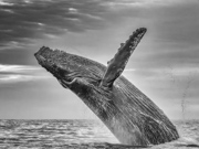 Humpback Sun Saluation - Baja Mexico