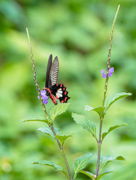 Common Rose Swallowtail - Son Tra Nature Reserve, Danang, Vietnam