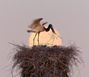 Jabiru Stork with fresh nesting material at sunrise - Pantanal, Brazil