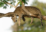 Jaguar resting in on a tree branch overlooking the river - Pantanal