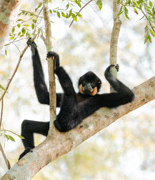 Yellow-cheeked Gibbon relaxing in a tree - Cat Tien National Park, Vietnam