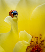 On The Edge - Colorado