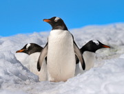 Penguin Highway - Antartica