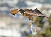 Social Consciousness - Los Angeles, CA