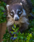White-nosed Coati kit feeding on Crepe Myrtle berries - Superior, Arizona