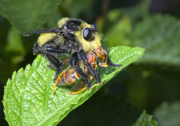Southern Bee Killer with a Paper Wasp - Deltona, FL