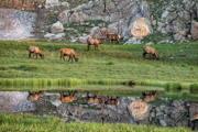 Elk in the mirror - Rocky Mountain National Park, CO
