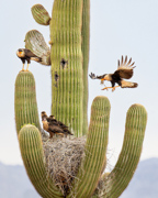 Family Provisions - Tucson, Arizona