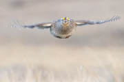 Coming In For Landing - Little Missouri National Grasslands, North Dakota
