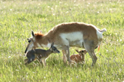 Twin Pronghorn Fawns - Plains west of Laramie, WY