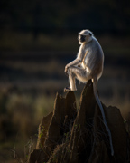Making a point - Khana National Park, India