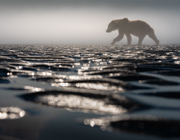 Walking on Liquid Light - Lake Clark, Alaska