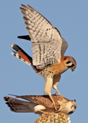 Not Tonight, Dear, I Have a Headache - Maricopa Co., Arizona