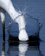 Through The Looking Splash - Rocky Mountain Arsenal NWR