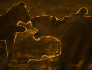 Playtime - Masai Mara Kenya