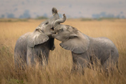 Falling in Love - Amboseli National Park, Kenya, Africa