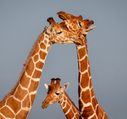 And Baby Makes Three - Samburu National Park, Kenya, Africa