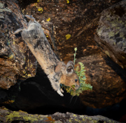 Bringing Home the Groceries - Rocky Mountain National Park