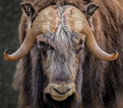 Musk Ox Portrait - Nome, AK